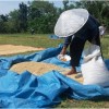 Petani  di daerah Cibingbin saat penan padi.